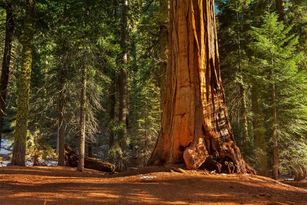 A large tree in a forest